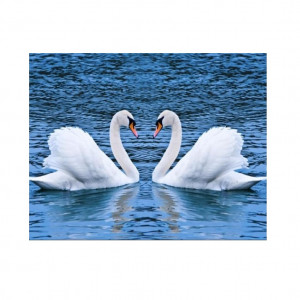 New Swan Couple Canvas for Room Decor